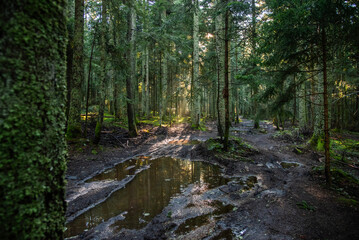 Fototapeta premium Nature et paysages en foret pendant l'automne 