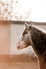 Obraz premium beautiful horse equine during sunrise very pretty together unique 
