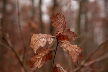 Nature et paysages en foret pendant l'automne 