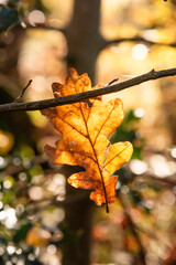 nature morte et paysages en automne