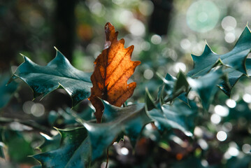 nature morte et paysages en automne