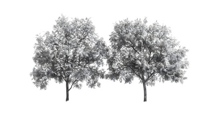 Fototapeta premium trees black and white png