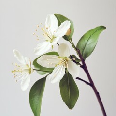 Obraz premium White background with a Lonicer blossom.