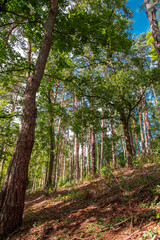 Paysages et natures mortes en automne avec vue du ciel 
