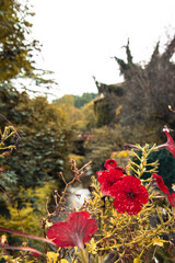 Fototapete bei efototapeten.de bestellen   