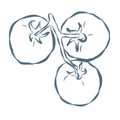 Line Art Illustration of Toumato. Vector Graphic.