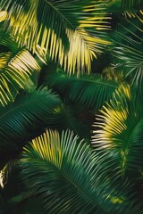 Obraz premium Close-up of palm leaves