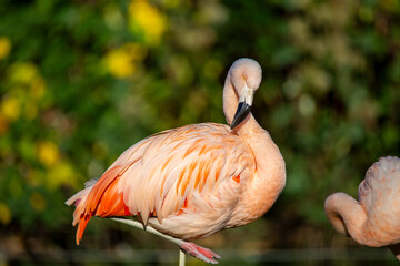 Nahaufnahme von einem Flamingo (Phoenicopteridae)
