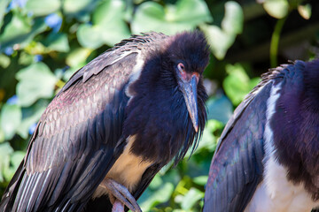 Nahaufnahme von einem Abdimstorch bzw. Regenstorch