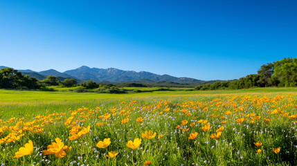 Fototapeta premium vibrant field of wildflowers under clear blue sky showcases nature beauty