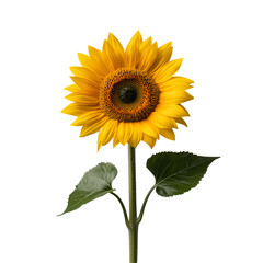 Fototapeta premium A vibrant yellow sunflower in full bloom isolated on a transparent background