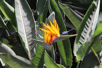 Blüte der Papageienblume auf Capri