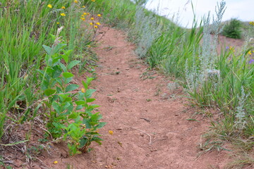 a trail with green grass and a few wildflowers and a lake in the background