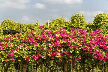 Obraz premium Kampot pepper plants, Piper nigrum, Green peppercorns growing on a vine and bougainvillea flowers