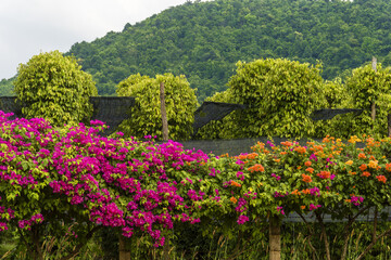 Obraz premium Kampot pepper plants, Piper nigrum, Green peppercorns growing on a vine and bougainvillea flowers