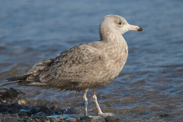 American Herring Gull (Larus smithsonianus) a first winter individual in Newlyn Harbour, Cornwall, UK. 18/3/2021