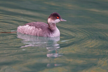 Black-necked Grebe (Podiceps nigricollis) in winter plumage, Newlyn harbour, Cornwall, UK.