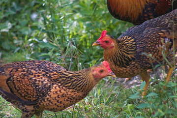Domestic Chicken Hen Bird Animal Outdoor in Nature 1