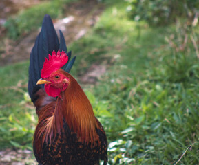 Domestic Chicken Rooster Bird Animal Outdoor in Nature 2