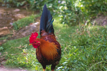 Domestic Chicken Rooster Bird Animal Outdoor in Nature 1