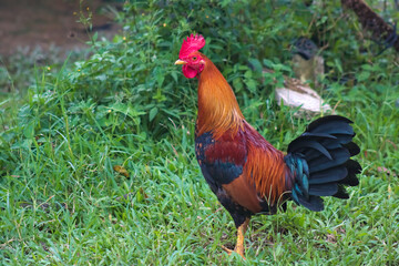 Domestic Chicken Rooster Bird Animal Outdoor in Nature 5