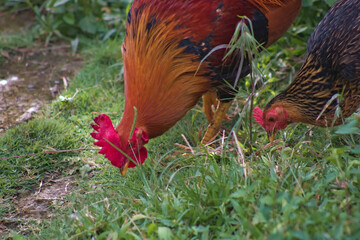 Domestic Chicken Rooster Bird Animal Outdoor in Nature 4