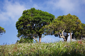 Grassland blooming white flowers, green trees with blue sky 2