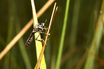 A predator, a thin-bellied horsefly, covered in dew, sits on the grass.