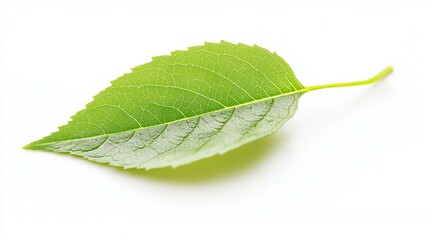 Fototapeta premium A detailed macro shot of a vibrant green leaf against a stark white background.