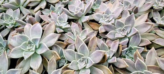group of Graptopetalum paraguayense succulent plants