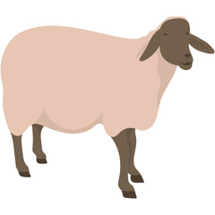 Eid al-Adha Sacrificial Animal. Islamic Sacrifial Animal.