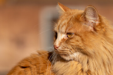braune Katze entspannt beim geniessen der Sonne