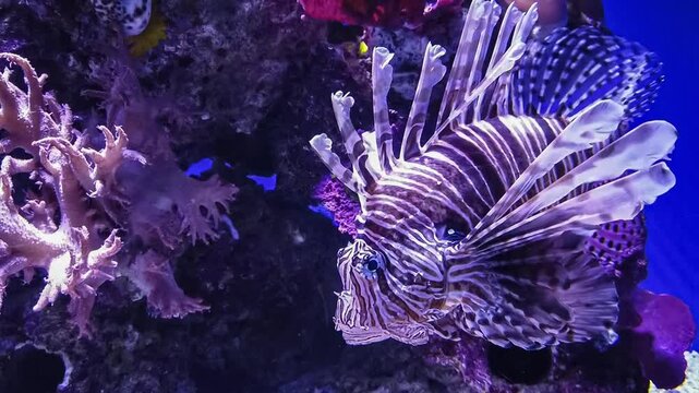 Red lionfish in a coral aquarium. Scenic moment in amazing saltwater coral reef aquarium tank