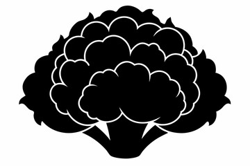 cauliflower silhouette vector illustration,Cauliflower Silhouette Vegetable Vector Art on white background.