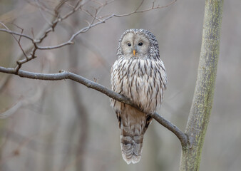 Strix uralensis