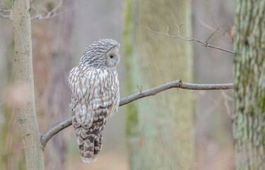 Strix uralensis