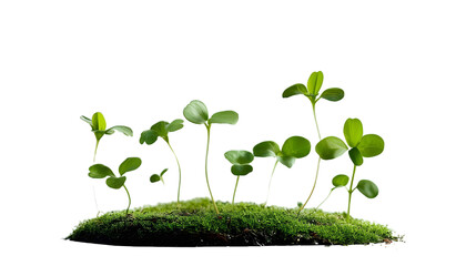 Transparent PNG，grass