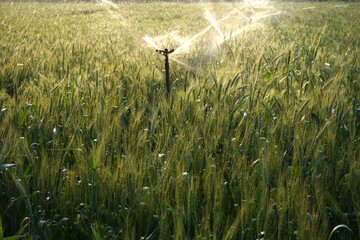 Irrigation system sprinkler watering a wheat field, India.