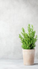 A simple green plant in a beige pot sits against a soft, neutral background, conveying a fresh and calming aesthetic.
