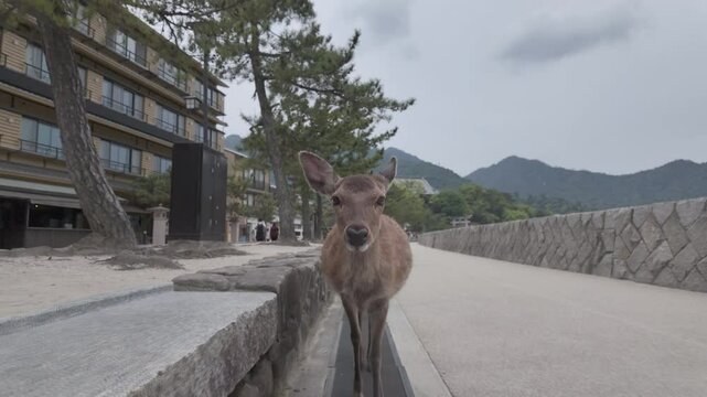 A curious deer strolls gracefully down a peaceful path in Japan, following the slow movement of the camera. RAW, Apple ProRes 422 HQ