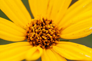 beautiful Yellow Sage rose flower Turnera ulmifolia isolated on white background