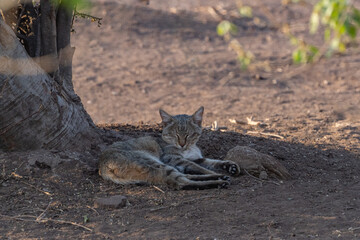 An African Wild cat sleeping in the shade during the day, Mashatu Game Reserve.  © Anna