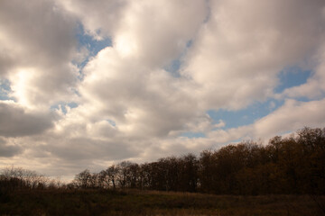 golden wheat in the countryside. the harvest is a field of the grain.