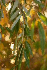 tree branches in the forest