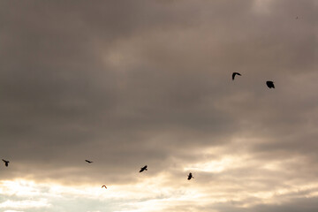 seagull flying in the sea