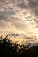 tree branches in the forest