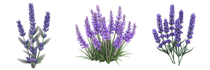 Fototapeta premium 3d render lavender isolated on transparent background Cartoon Illustration in plastic style