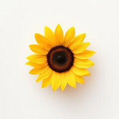 Fototapeta premium A yellow sunflower with a black center