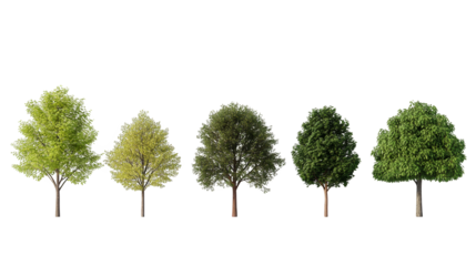 Rainkissed forest, a breathtaking display of nature's tranquility and verdant beauty in the woods