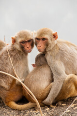 Obraz premium Monkey family with babies, hugging each other, Red faced macaque, emotional photo.